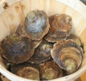 Live Flat Oysters