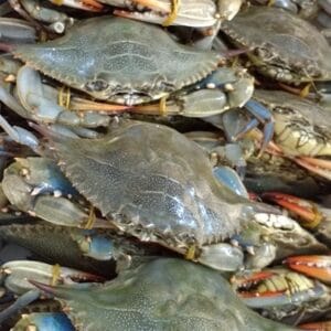 Live Blue Crab