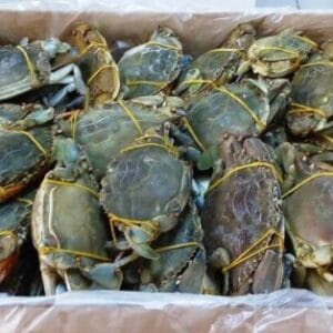 Frozen Blue Crab