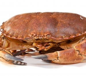 Live Brown Crab