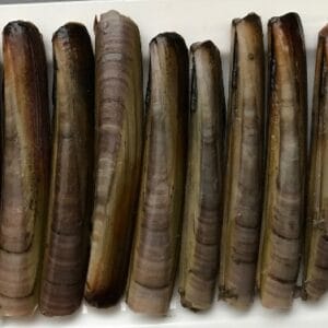 Live Razor Clams (Ensis Directus)