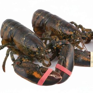 Atlantic Lobsters