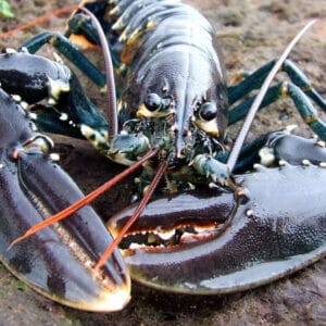 Live European Lobster