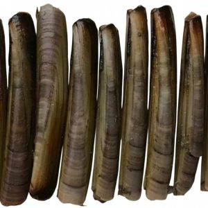 Razor Clam Ensis Directus