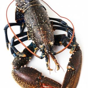 European Blue Lobster