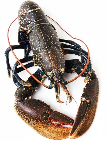 European Blue Lobster