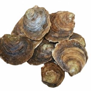 European Flat Oysters