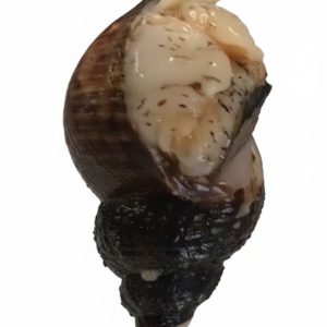 Whelk Buccinum Undatum