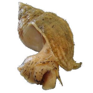 Live Whelks