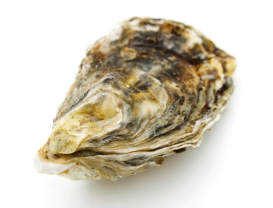 Oysters